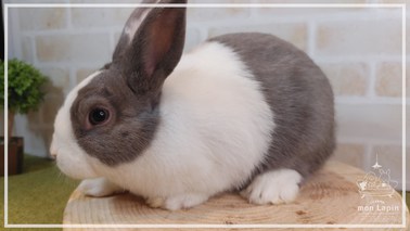 ダッチ | うさぎ販売 | 札幌のうさぎ販売・ペットショップ・うさぎ